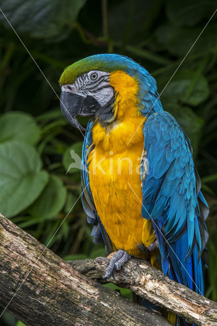 Blue-and-yellow Macaw (Ara ararauna)