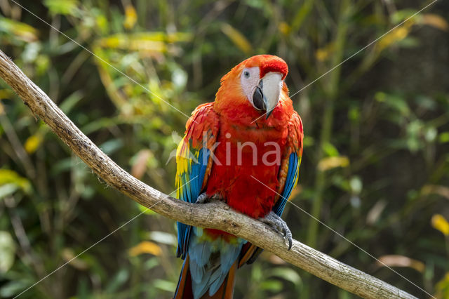 Scarlet Macaw (Ara macao)