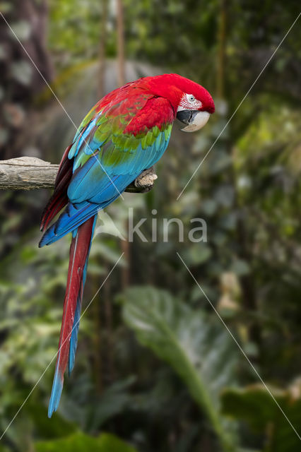 Red-and-green Macaw (Ara chloropterus)