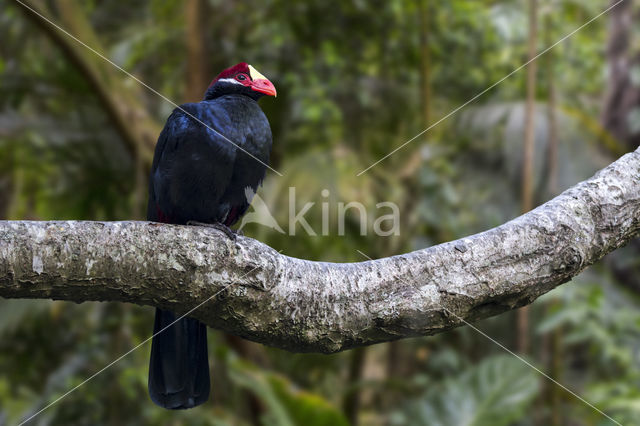 Violet Turaco (Musophaga violacea)