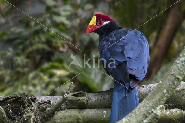 Violet Turaco (Musophaga violacea)