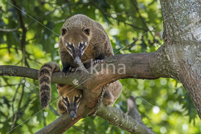 Rode neusbeer (Nasua nasua)