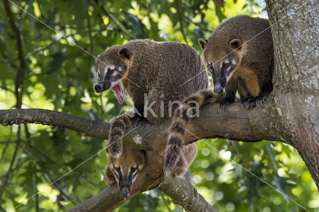 South American coati (Nasua nasua)