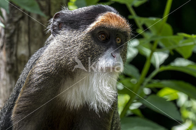 Brazzameerkat (Cercopithecus neglectus)