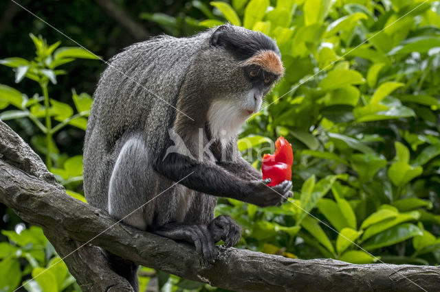 Brazzameerkat (Cercopithecus neglectus)