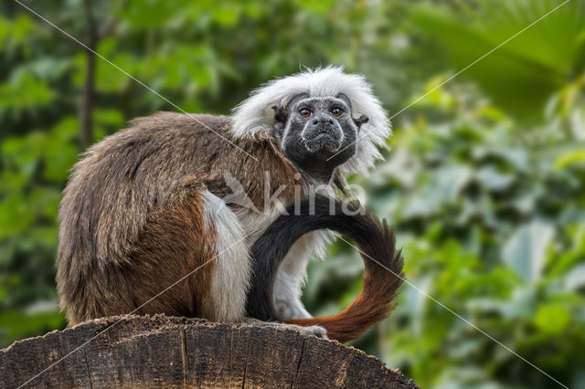 Cottontop tamarin