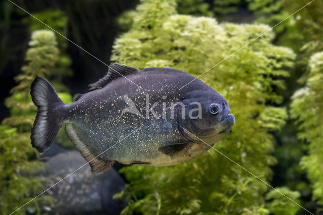 Red-bellied piranha (Pygocentrus nattereri)