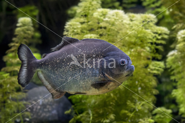 Rode piranha (Pygocentrus nattereri)