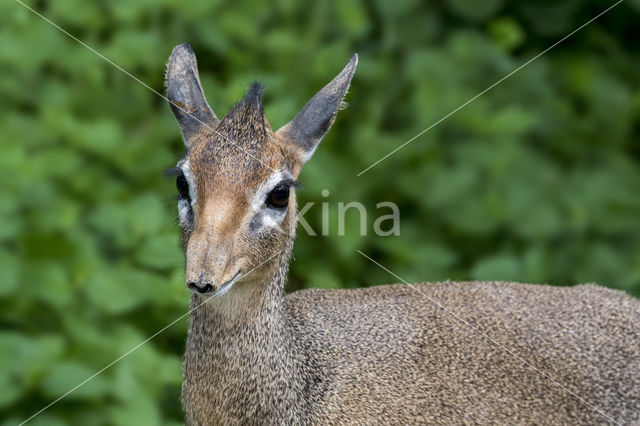 Kirk's Dik-Dik (Madoqua kirkii)