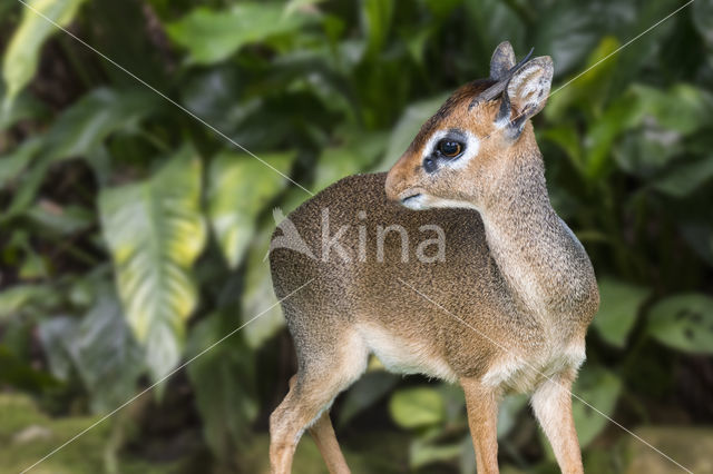 Kirk's Dikdik (Madoqua kirkii)