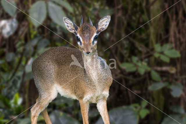 Kirk's Dikdik (Madoqua kirkii)