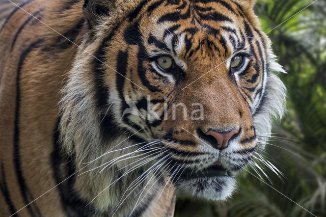 Sumatran Tiger (Panthera tigris sumatrae)