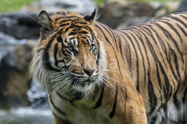 Sumatran Tiger (Panthera tigris sumatrae)