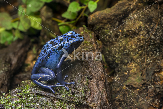 Blauwe Pijlgifkikker (Dendrobates tinctorius var. azureus)