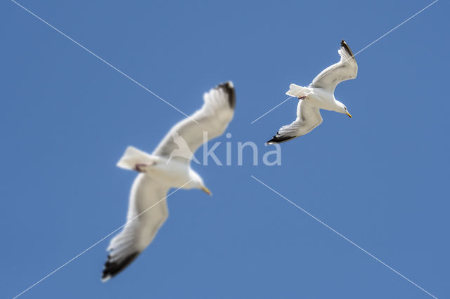 Zilvermeeuw (Larus argentatus)