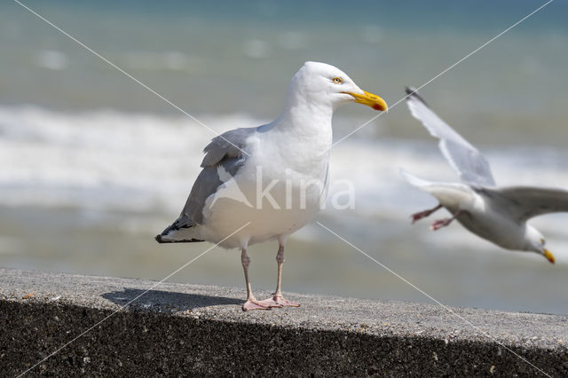 Zilvermeeuw (Larus argentatus)