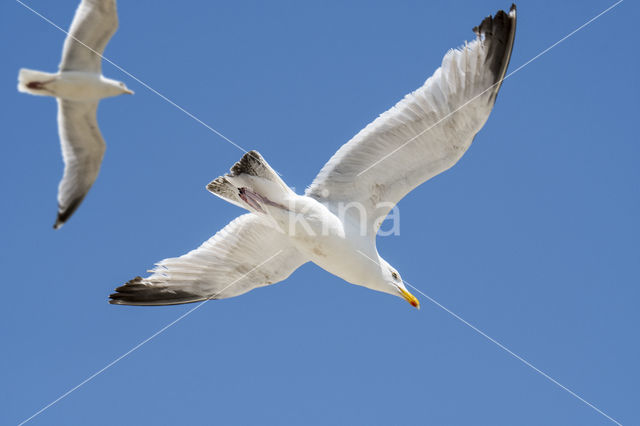 Zilvermeeuw (Larus argentatus)