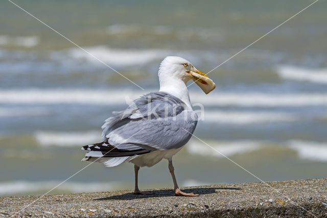 Zilvermeeuw (Larus argentatus)