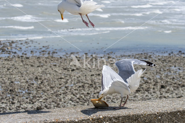 Zilvermeeuw (Larus argentatus)