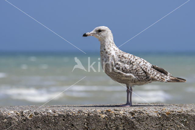 Zilvermeeuw (Larus argentatus)