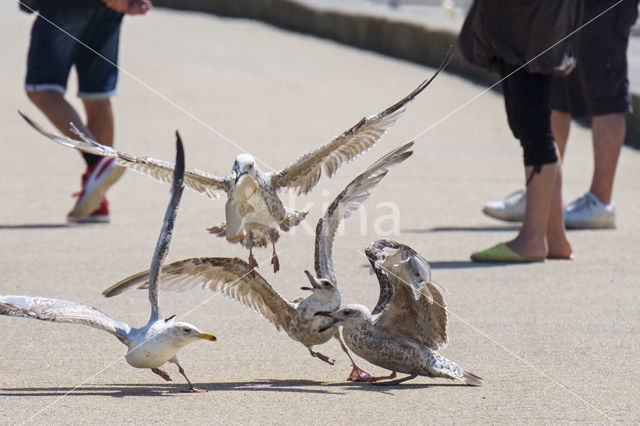 Herring Gull (Larus argentatus)