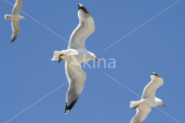 Zilvermeeuw (Larus argentatus)