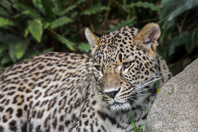 Persian Leopard (Panthera pardus saxicolor)