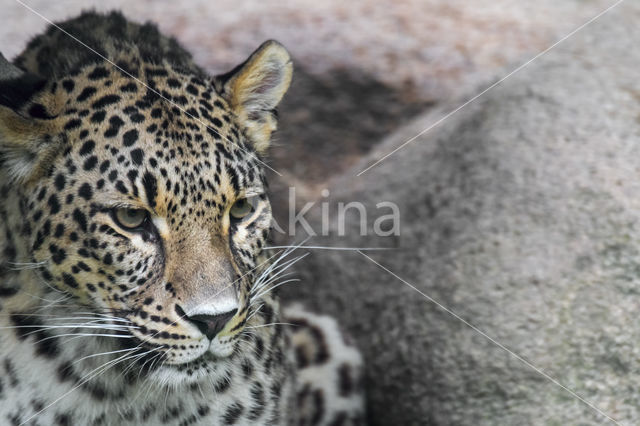 Persian Leopard (Panthera pardus saxicolor)