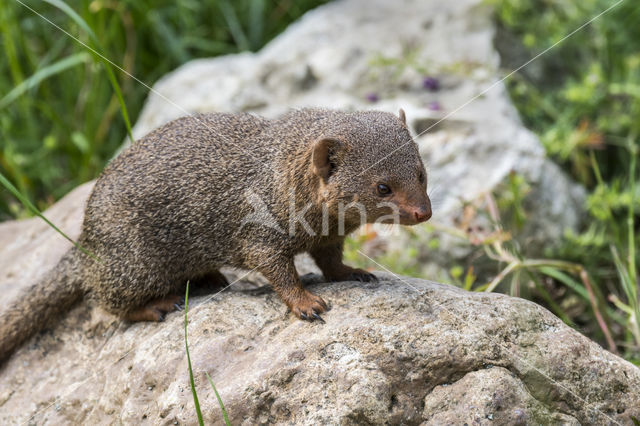 dwarf mongoose (Helogale parvula)