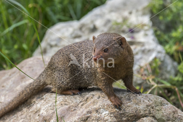 dwarf mongoose (Helogale parvula)