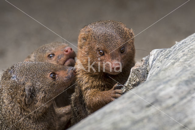 dwarf mongoose (Helogale parvula)