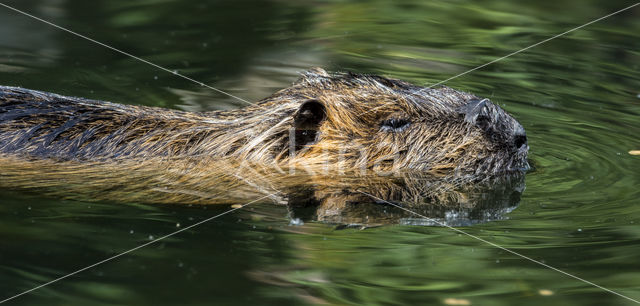 Beverrat (Myocastor coypus)