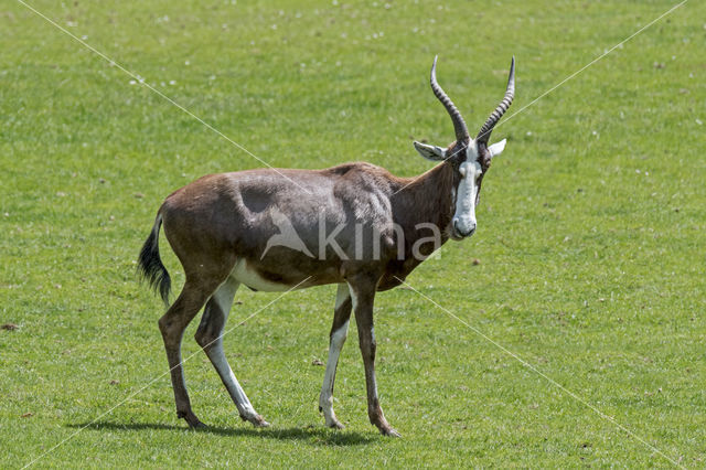 Blesbok (Damaliscus pygargus)