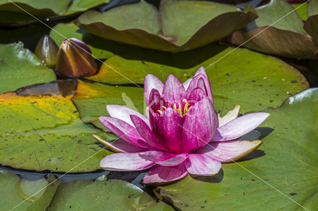 Water lily Nymphaea Director G.T Moore (Nymphaea director G.T Moore)