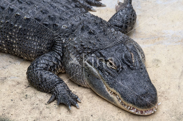 American Alligator