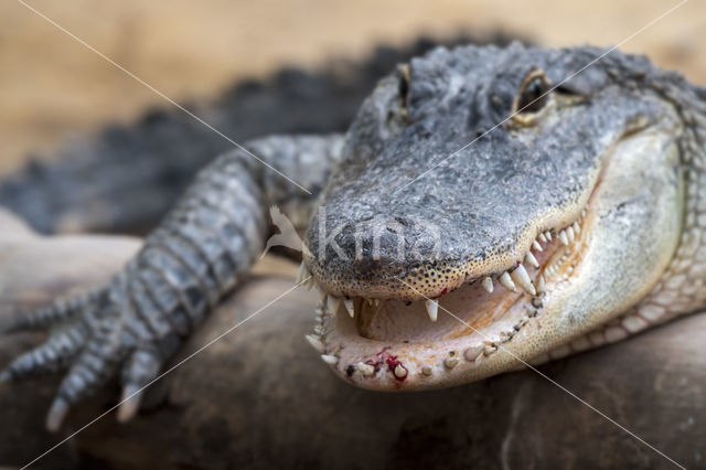 Amerikaanse Alligator