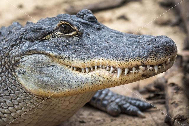 American Alligator