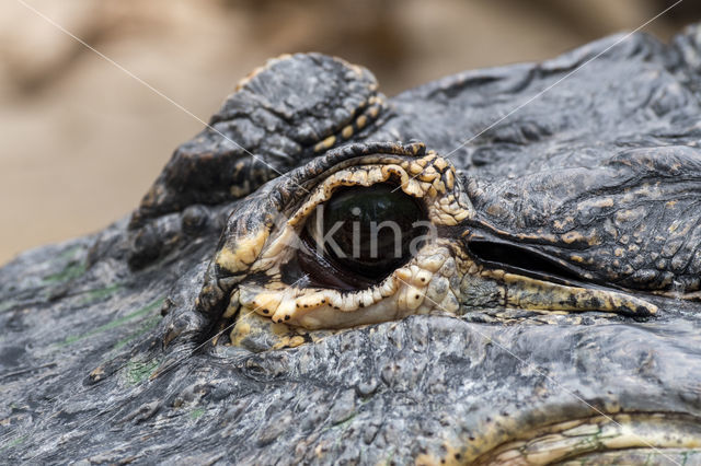 American Alligator