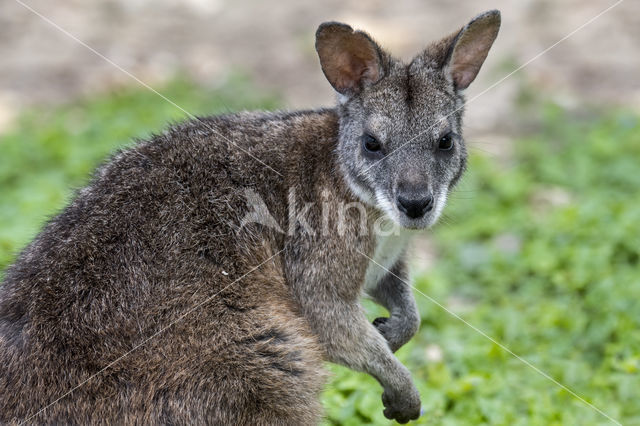 Parma Wallaby (Macropus parma)