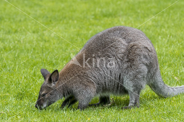 Roodhalswallabie (Macropus rufogriseus)