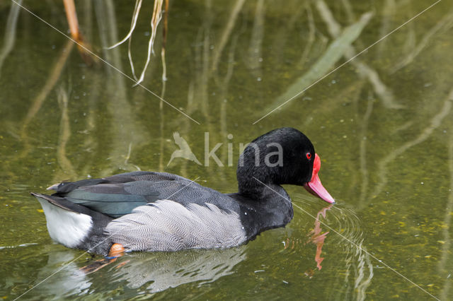 Rosy-billed Pochard (Netta peposaca)