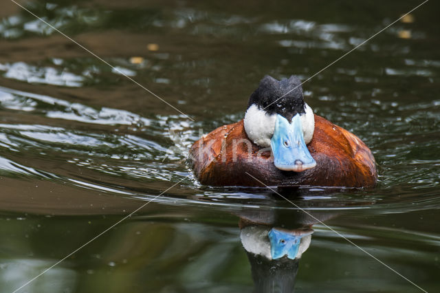 Ruddy Duck (Oxyura jamaicensis)