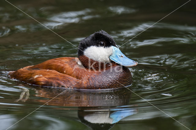 Ruddy Duck (Oxyura jamaicensis)