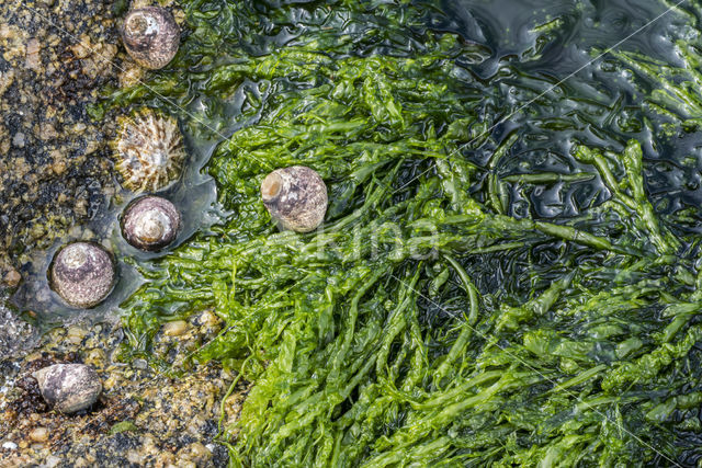 Hollow green weed (Enteromorpha intestinalis)