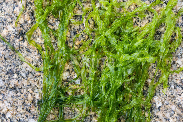 Hollow green weed (Enteromorpha intestinalis)