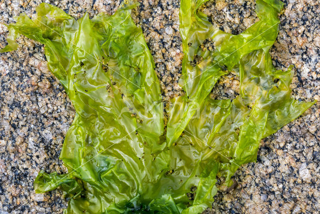 Sea lettuce (Ulva lactuca)