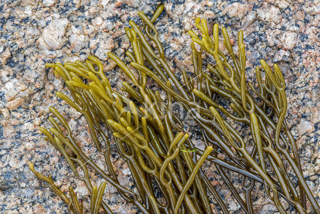 Bifurcaria bifurcata