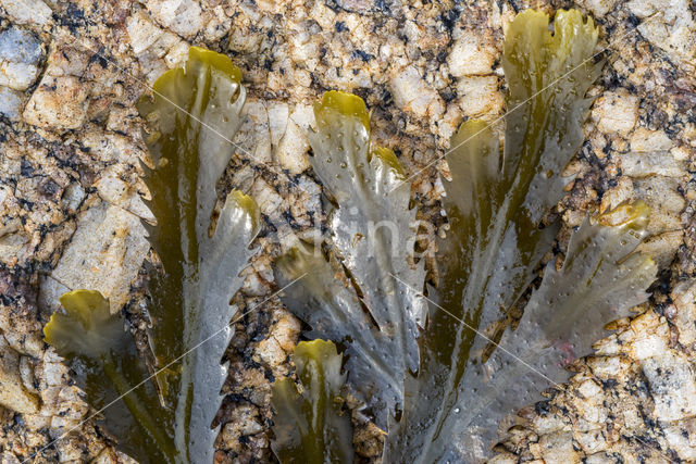 Gezaagde zeeeik (Fucus serratus)