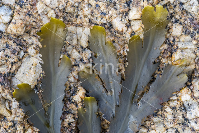 Gezaagde zeeeik (Fucus serratus)