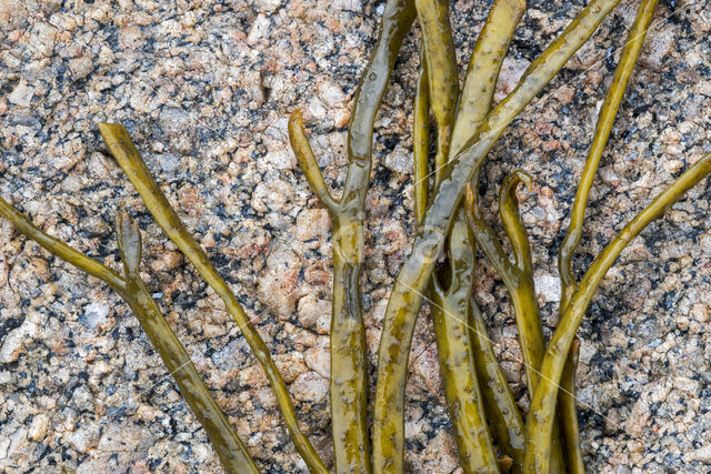 Riemwier (Himanthalia elongata)